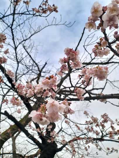 Cherry Blossom